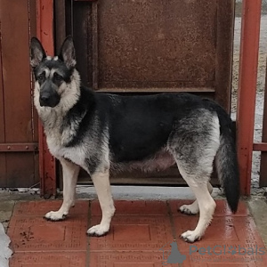 Photo №3. Chiots de berger d'Europe de l'Est. Fédération de Russie