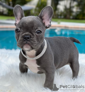 Photo №4. Je vais vendre bouledogue en ville de Regensburg. annonce privée, de la fourrière, éleveur - prix - 400€