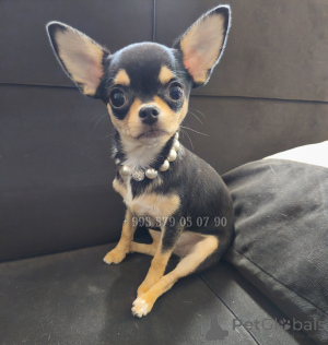 Photo №1. chien bâtard - à vendre en ville de Tbilissi | négocié | Annonce №153851