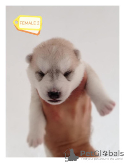 Photo №2 de l'annonce № 114824 de la vente husky de sibérie - acheter à Serbie éleveur