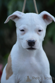 Photo №4. Je vais vendre american staffordshire terrier en ville de Kragujevac. éleveur - prix - négocié