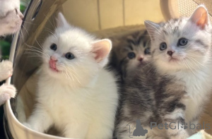 Photo №1. munchkin - à vendre en ville de Munich | négocié | Annonce № 161181