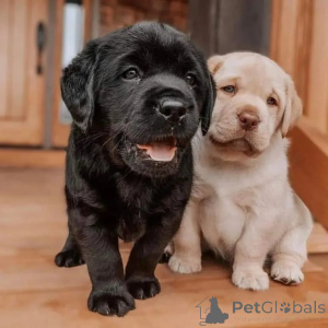 Photo №1. labrador retriever - à vendre en ville de Hambourg | négocié | Annonce №174966