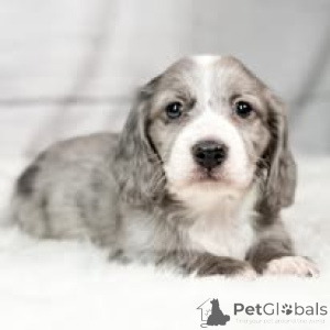 Photo №3. Dackelwelpen zu verkaufen. L'Autriche