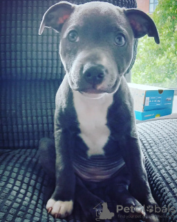 Photo №1. american staffordshire terrier - à vendre en ville de Varsovie | 580€ | Annonce №101122