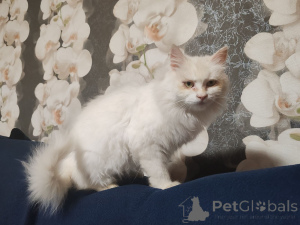 Photo №1.  - à vendre en ville de Minsk | Gratuit | Annonce № 156571