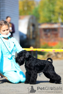 Photo №2 de l'annonce № 98843 de la vente schnauzer miniature - acheter à Fédération de Russie éleveur