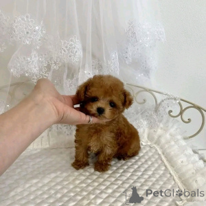 Photo №1.  - à vendre en ville de Chicago | 425€ | Annonce №138640