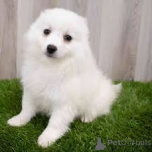 Photo №2 de l'annonce № 136852 de la vente chien bâtard - acheter à Allemagne 