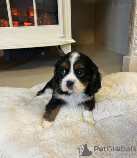 Photo №2 de l'annonce № 128976 de la vente cavalier king charles spaniel - acheter à USA annonce privée