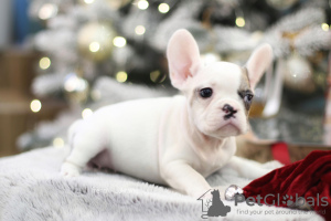 Photo №4. Je vais vendre bouledogue en ville de Амстердам. éleveur - prix - 962€