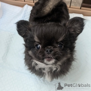 Photo №3. Chiots adorables et mignons à vendre, contactez WhatsApp Business 447450021323. La finlande