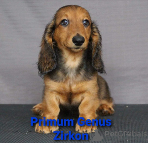 Photo №3. Adorables chiots de parents titulaires.. Fédération de Russie