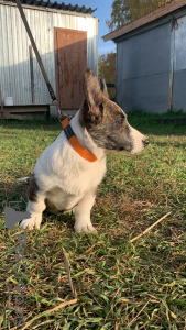 Photo №4. Je vais vendre welsh corgi en ville de Novosibirsk. éleveur - prix - 370€