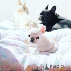 Photo №1. bouledogue - à vendre en ville de Borispol | 850€ | Annonce №162861