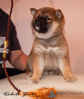 Photo №3. Chiot Shiba Inu du chenil RKF KUMIKO YOSHI. Fédération de Russie