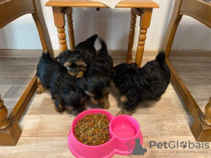 Photo №1. yorkshire terrier - à vendre en ville de Berlin | Gratuit | Annonce №126608