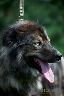 Photo №2 de l'annonce № 111121 de la vente chien bâtard - acheter à Fédération de Russie annonce privée