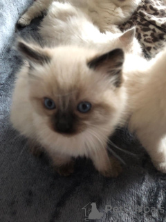 Photo №3. Chatons Ragdoll vaccinés disponibles à la vente maintenant. Pologne