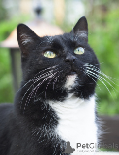 Photos supplémentaires: Ollie est un chat auvent inhabituel à la recherche d'une maison.