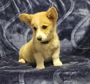 Photo №1. welsh corgi - à vendre en ville de Elafonisos | négocié | Annonce №170518