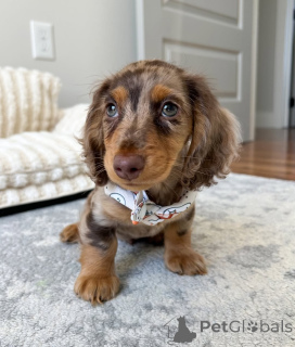 Photo №4. Je vais vendre teckel en ville de Helsinki. annonce privée, de l'abri - prix - 500€