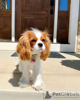 Photo №2 de l'annonce № 121101 de la vente cavalier king charles spaniel - acheter à La finlande annonce privée, éleveur