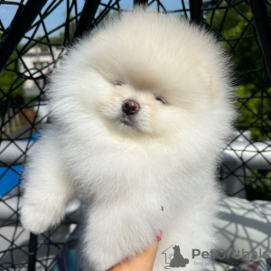 Photos supplémentaires: Chiots de Poméranie