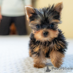 Photo №2 de l'annonce № 115797 de la vente yorkshire terrier - acheter à Allemagne de la fourrière, de l'abri, éleveur