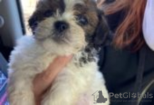 Photo №1. shih tzu - à vendre en ville de Berlin | Gratuit | Annonce №127099