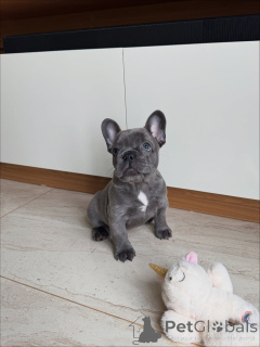 Photo №1. bouledogue - à vendre en ville de Genève | négocié | Annonce №163621