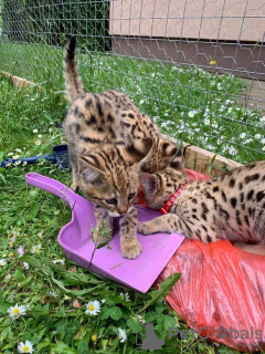 Photos supplémentaires: chatons Savannah disponibles