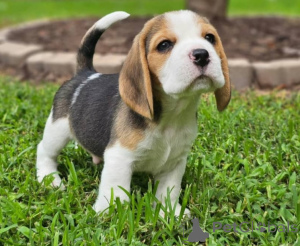 Photo №1. beagle - à vendre en ville de Cagliari | négocié | Annonce №157929