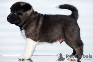 Photo №3. Akita américain, chiots disponibles. Serbie