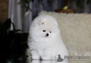 Photos supplémentaires: Chiots Spitz de Poméranie,