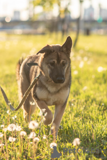 Photo №4. Je vais vendre chien bâtard en ville de Москва. annonce privée - prix - Gratuit