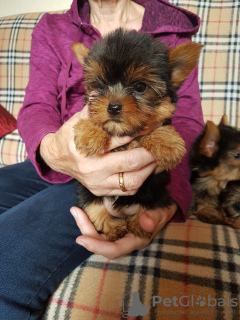 Photo №3. Chiots Yorkie de race pure disponibles. USA