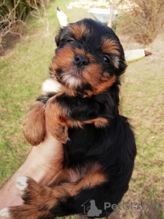 Photos supplémentaires: Chiots Yorkie/Kawaiiork