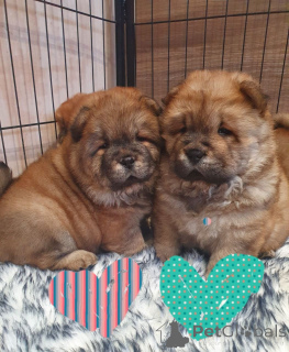 Photo №4. Je vais vendre chow-chow en ville de Aqua. annonce privée - prix - 630€