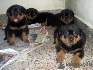 Photo №1. rottweiler - à vendre en ville de Zella-Mehlis | 250€ | Annonce №119062