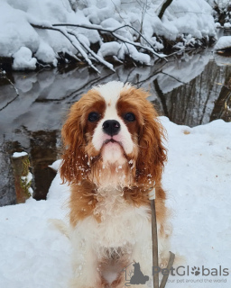 Photos supplémentaires: Magnifique mâle Cavalier King Charles Spaniel