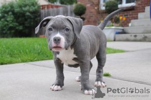 Photo №1. american bully - à vendre en ville de Bulandzeni | négocié | Annonce №122102