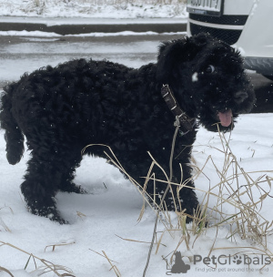 Photos supplémentaires: Chiots Kerry Blue Terrier