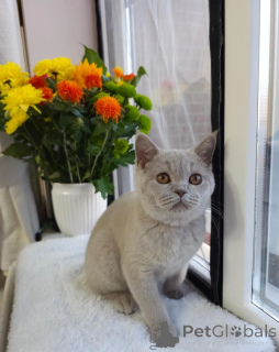 Photo №1. british shorthair - à vendre en ville de Galtby | 500€ | Annonce № 178130
