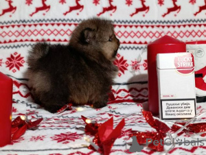 Photo №4. Je vais vendre spitz nain en ville de Kragujevac.  - prix - négocié