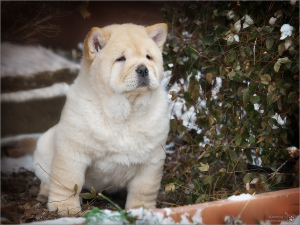 Photo №2 de l'annonce № 4792 de la vente chow-chow - acheter à Fédération de Russie éleveur