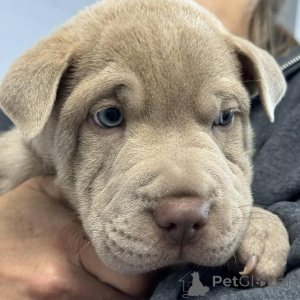 Photo №4. Je vais vendre shar pei en ville de Bilann. annonce privée - prix - 450€