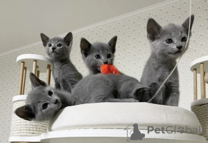 Photo №3. Chatons bleus russes de race pure. Allemagne