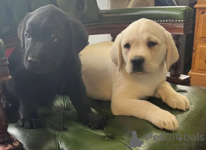 Photo №1. labrador retriever - à vendre en ville de Bleialf | 350€ | Annonce №178874