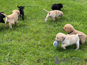 Photo №1. labrador retriever - à vendre en ville de Berne | négocié | Annonce №123447